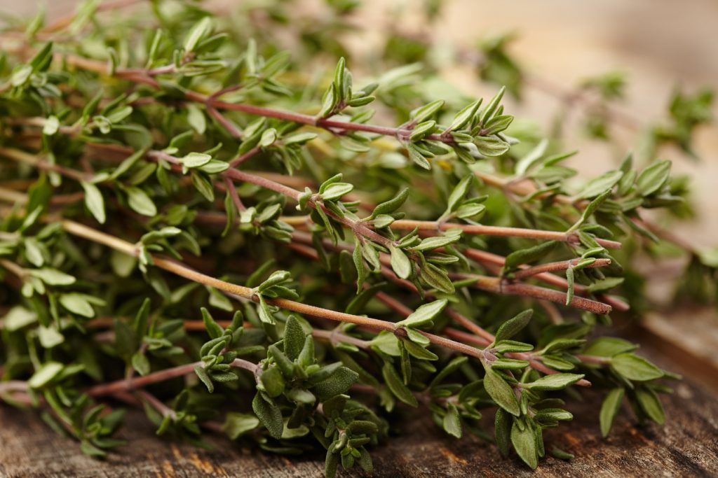 Thyme Tea Benefits