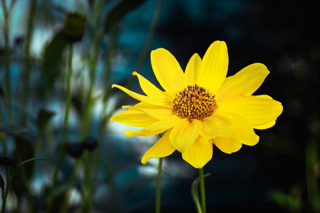 Arnica tea