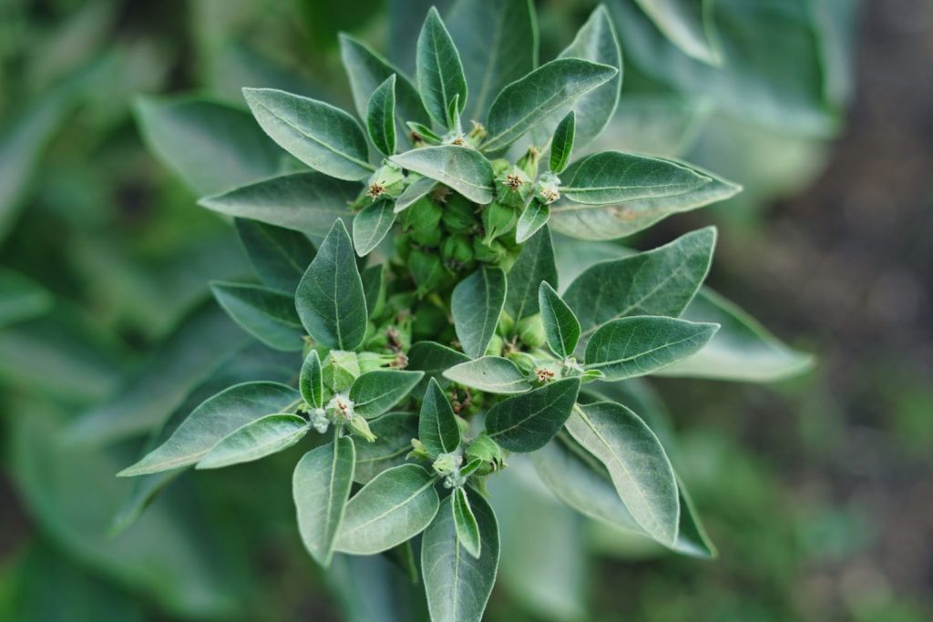 Ashwagandha tea