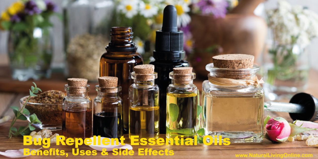 Top Bug Repellent Essential Oils: How to Use Them