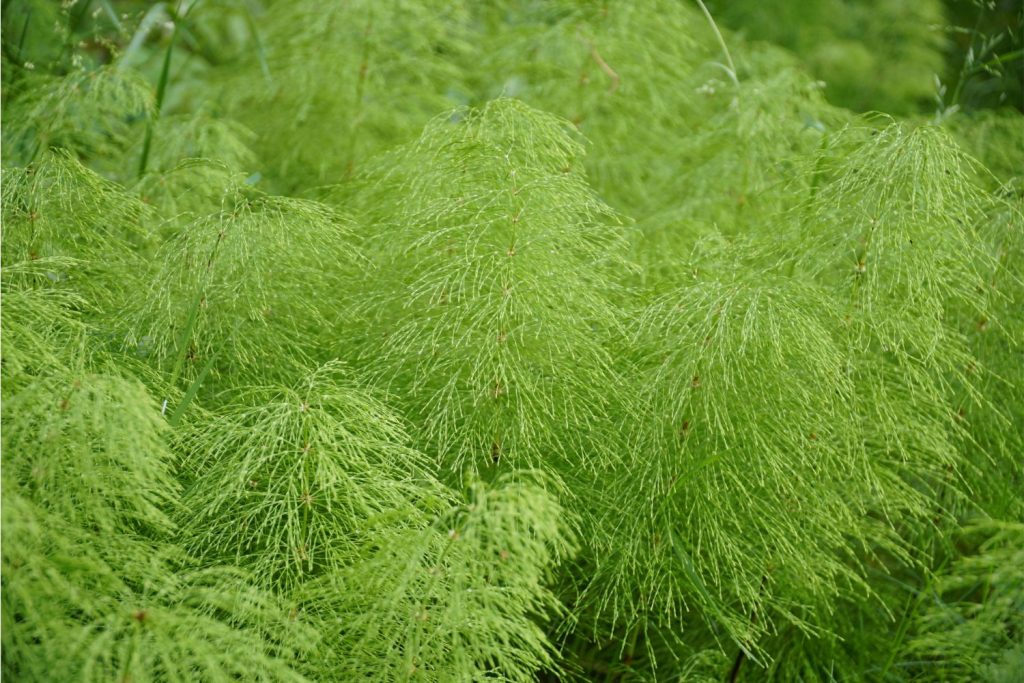 Horsetail tea