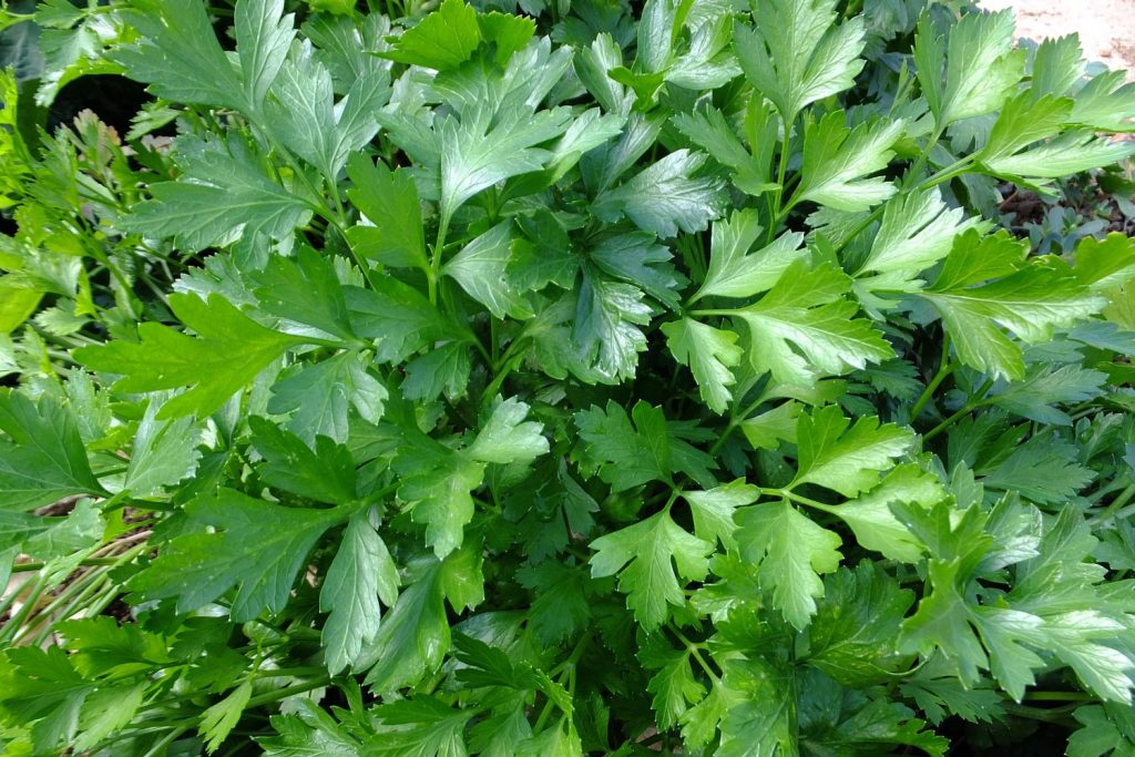 Parsley tea