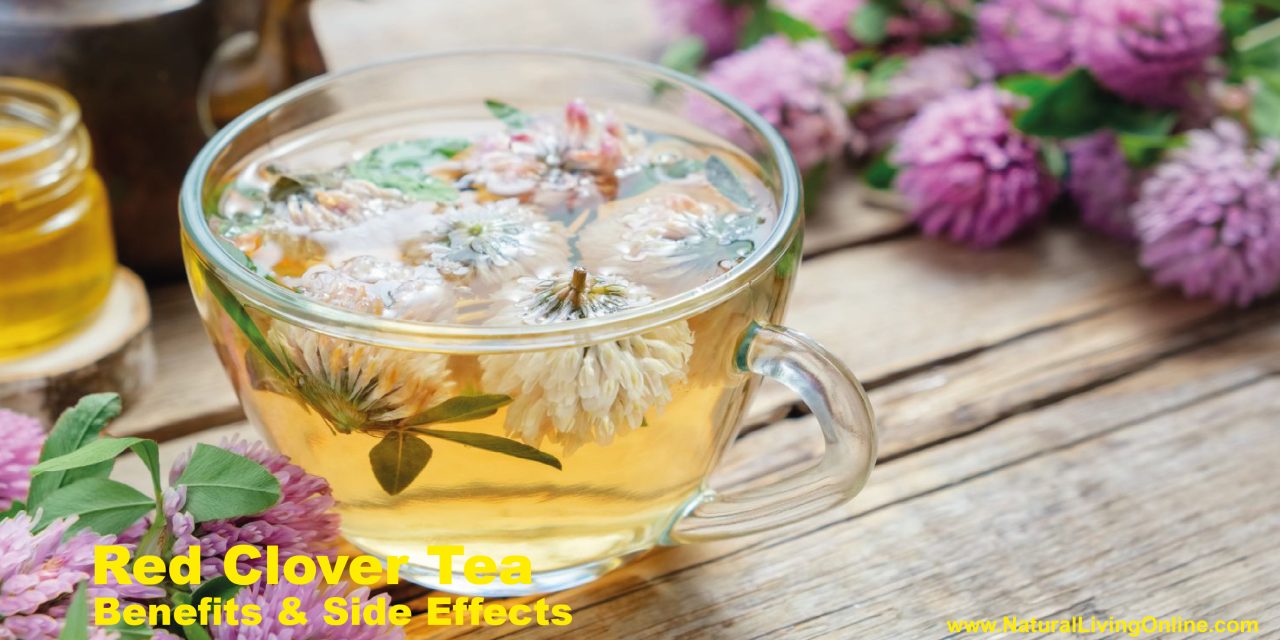 Red Clover Tea Benefits: A Natural Boost for Health and Wellness