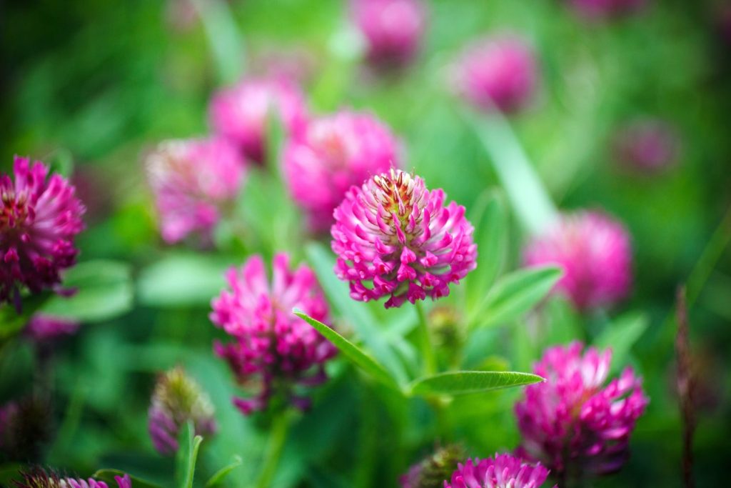 Red Clover Tea