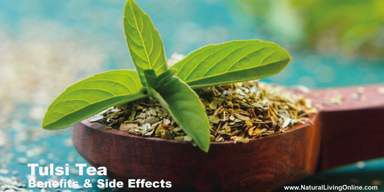 Tulsi Tea Benefits: Boosting Health with Nature’s Elixir