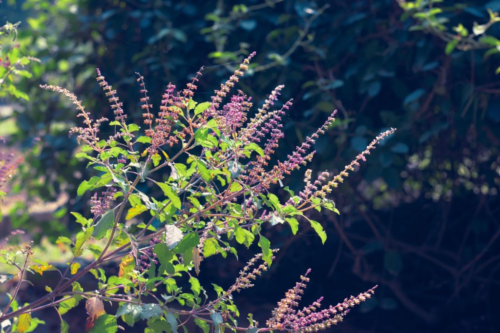 Tulsi Tea