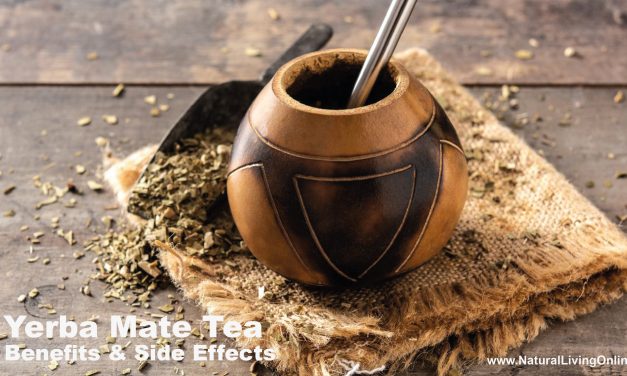 Yerba Mate Tea Benefits and Side Effects: A Comprehensive Overview