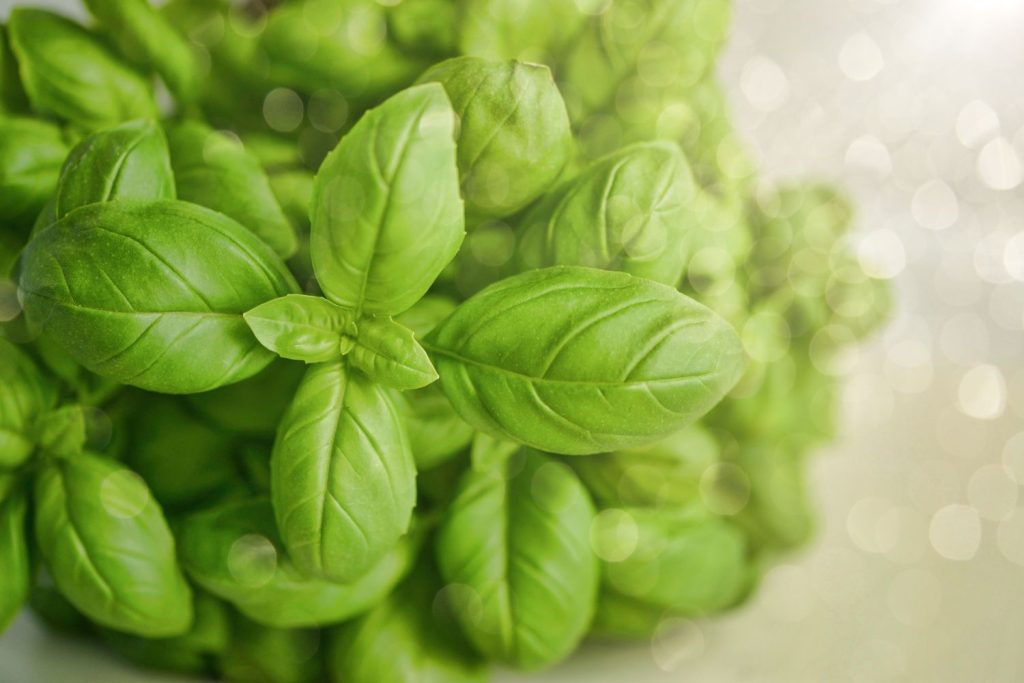 Basil tea