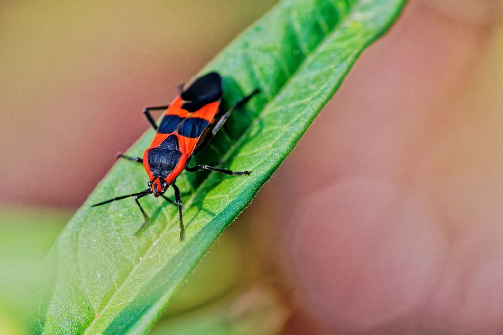 Bug Repellent Essential Oils