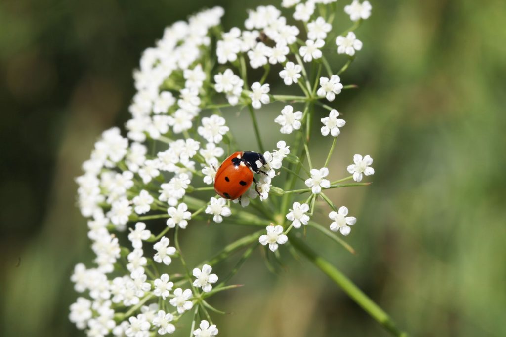 Bug Repellent Essential Oils