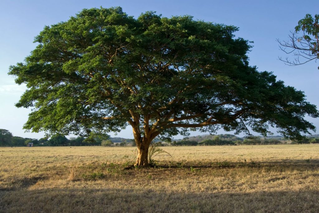 Copaiba Essential Oil