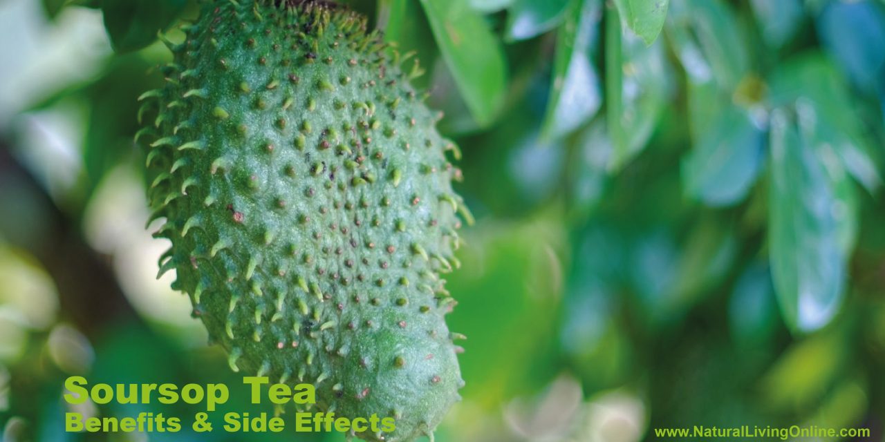 Soursop Tea Benefits: A Potent Natural Remedy for Health and Wellness