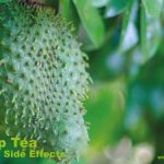 Soursop Tea Benefits: A Potent Natural Remedy for Health and Wellness