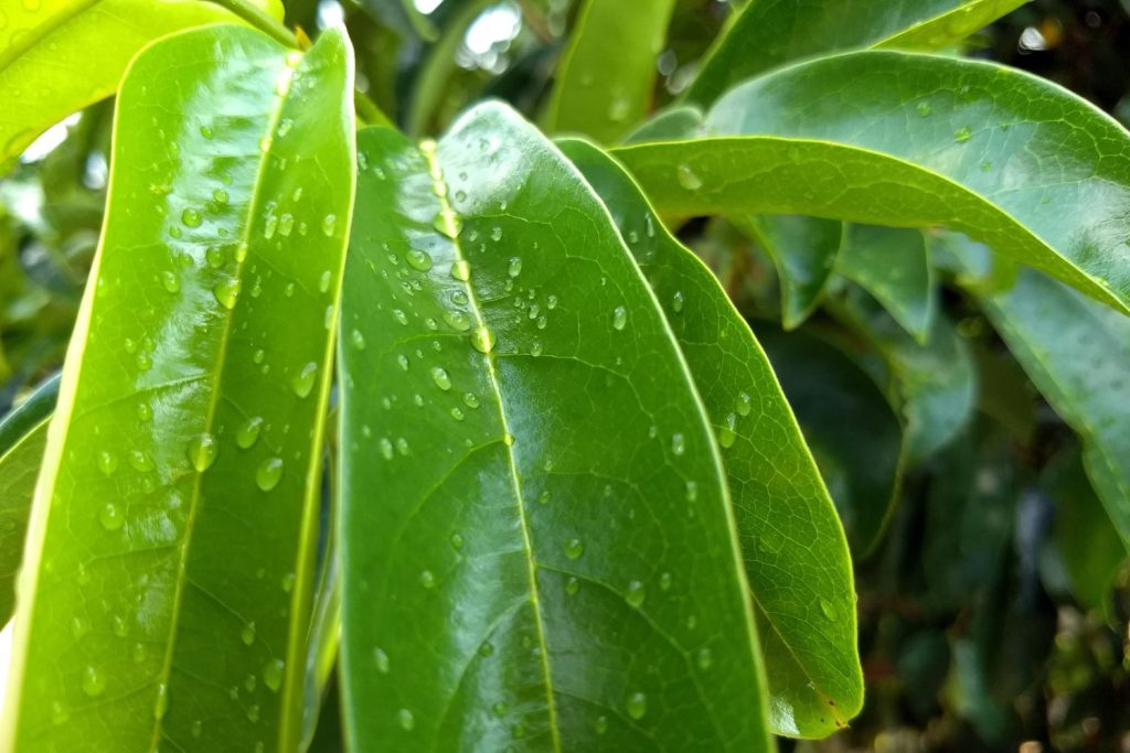 soursop tea